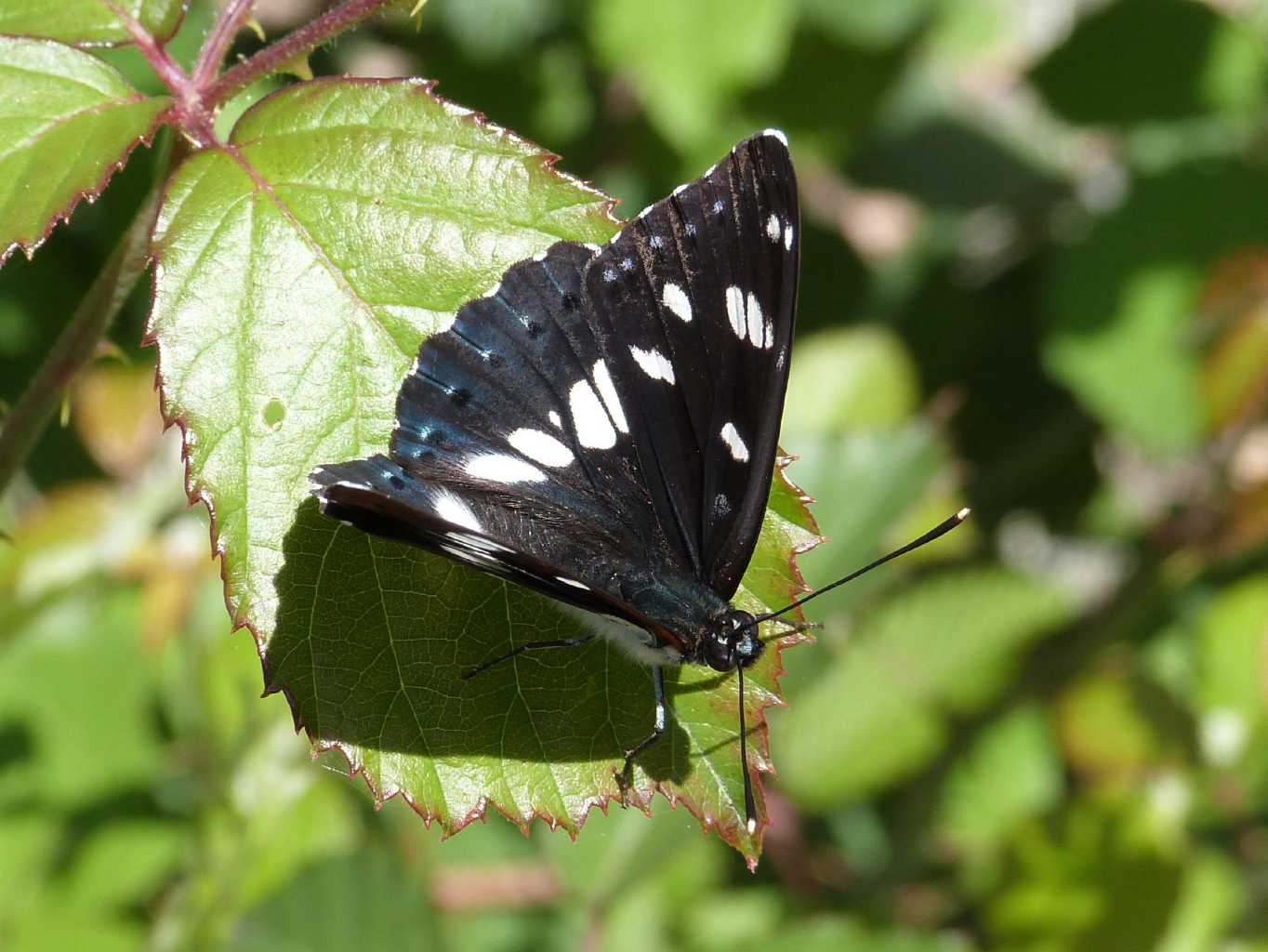 Limenitis reducta  - Tolfa (RM)
